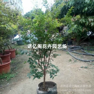 嘉宝果树四季早生果苗艾斯卡正宗台湾沙巴树苗南北方种植庭院盆栽