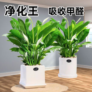 �����һ���L���ɫ�Gֲˮ�����ԃ����՚��ļ��_�����B���҃�