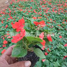 �����P�� ���l�����P�ɻ������ԷN�� �޸��ݻ����ܹ��̈@��