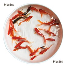 锦鱼苗淡水鱼批发鲫鱼小型鱼鱼观赏鱼红饲料鲫活小金鱼冷水麦太保