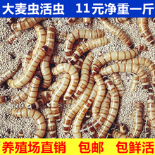 �����x���x�r������x��̖�S���x�����~�~ʳ�˸箋ü�Bʳ�x��