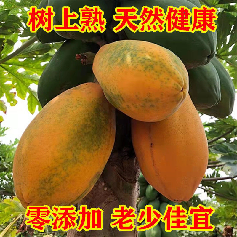 Receive Ready-To-Eat Leizhou Rock Sugar Papaya, Ripe on the Tree, Fresh Fruit Red Heart Papaya Directly from Our Own Orchard