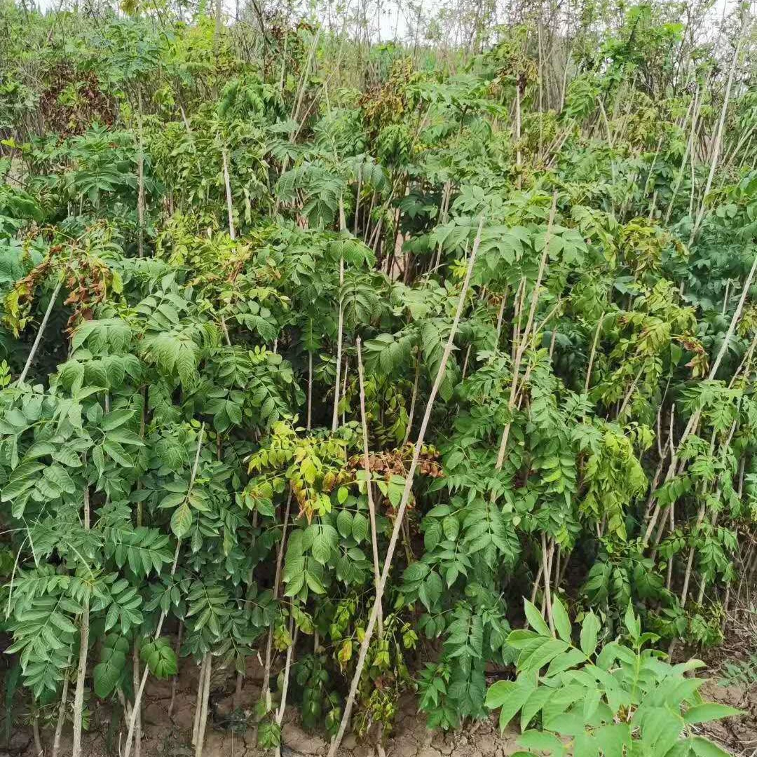 Производитель продает саженцы Хуаншань Лансу 2cm Дерево Луань 4cm Дерево Луань 7cm Дерево Луань 9cm Дерево Луань