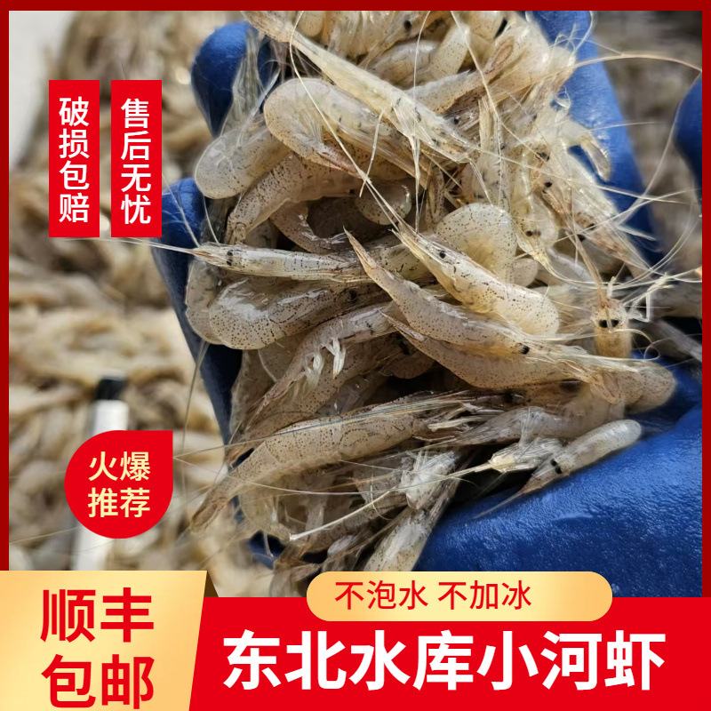 李芹活鱼新鲜淡水小河虾东北河虾鲜活速冻新鲜小虾湖虾补钙佳品