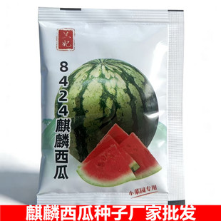 ���ߴ�9-12cm���m���������ϷN�ӷN�߲˷N�ӏS��ֱ�N���ϷN��