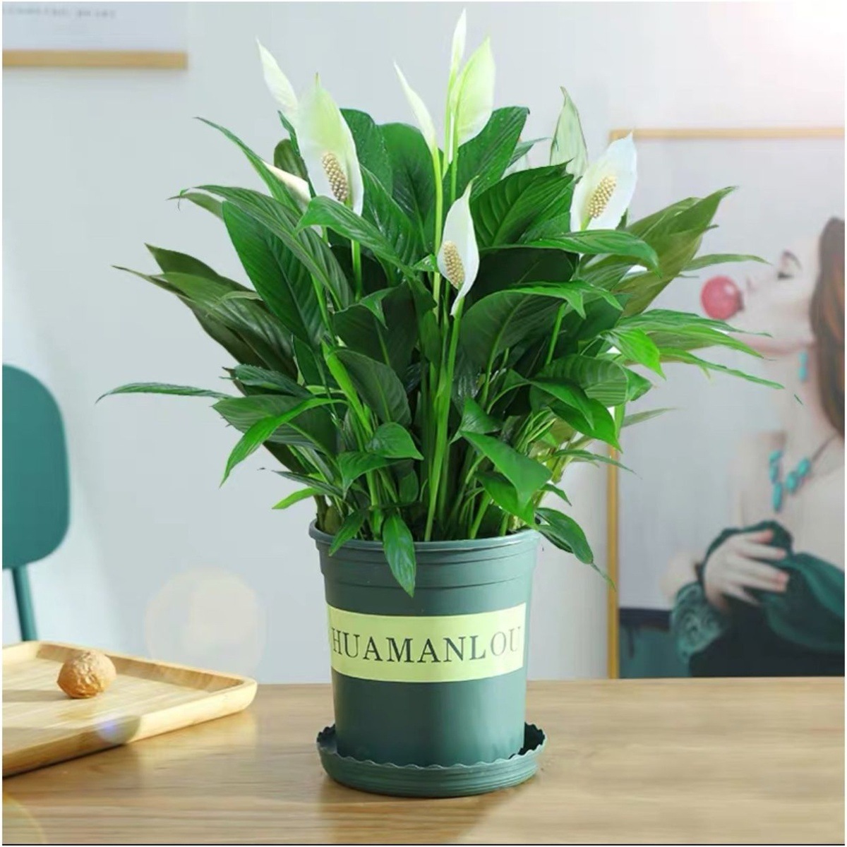 흰색 야자 + 녹색 갤런 냄비