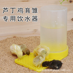 ルチン鶏の水飲み器育雛は水飲み器の幼鶏の水筒に水を飲ませます。
