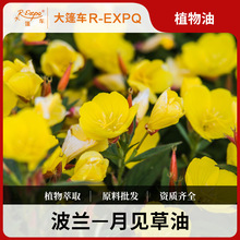 月见草油 波兰进口原料批发身体按摩适用基础油基底植物基础油