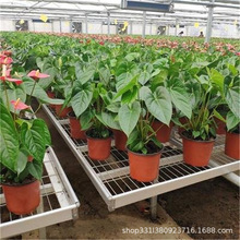 可移动热镀锌网片苗床温室育苗设备固定花架养花网养植物苗床种植