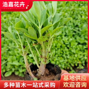 Babao Sedum Flower Seedlings Potted Plants, Seedlings for Park Courtyard Greening and Landscaping, Public Landscaping Plantains