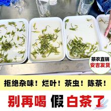 2023新茶高山白茶明前绿茶一芽一叶春茶礼盒厂家直销雨前实惠散装