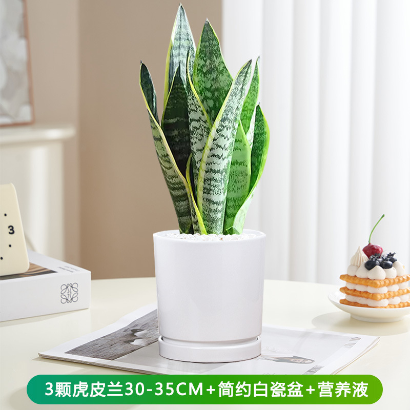 호피 난초 30-35cm 3개 + 간단한 백자 세면대 + 영양액