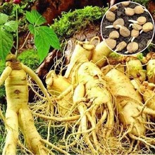 人参种籽长白山野山参种子中草药材种孑四季种植苗阳台庭院盆栽生