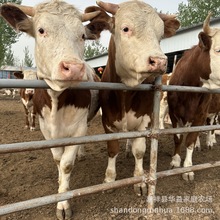 西门塔尔牛 小牛犊子的价格行情 山东西门塔尔牛肉牛苗养殖场