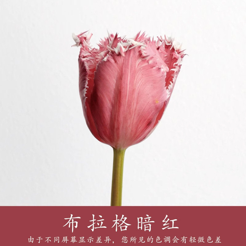 Material de embalaje de flores frescas Agente de tinción en aerosol de flores secas Salsa de ciruela negra Pintura en aerosol de flores Pintura en aerosol de flores Agente de color de flores