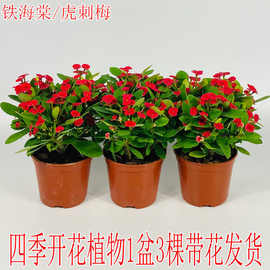 海棠花盆栽铁海棠刺梅花卉桂花四季开花植物盆景室内外阳台庭院