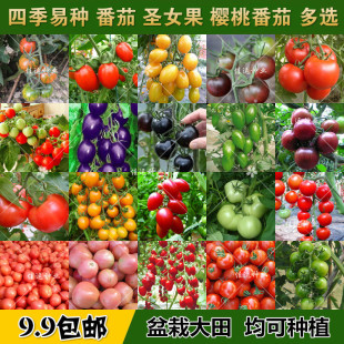 Dropshipping Tomato Seed Collection Balcony Potted Cherry Tomatoes Cherry Size Tomatoes Pink Fruit Easy to Sow in All Seasons