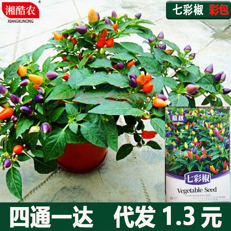 五彩椒种子七彩辣椒种籽四季朝天椒辣椒种孑蔬菜种苗小米盆栽南方