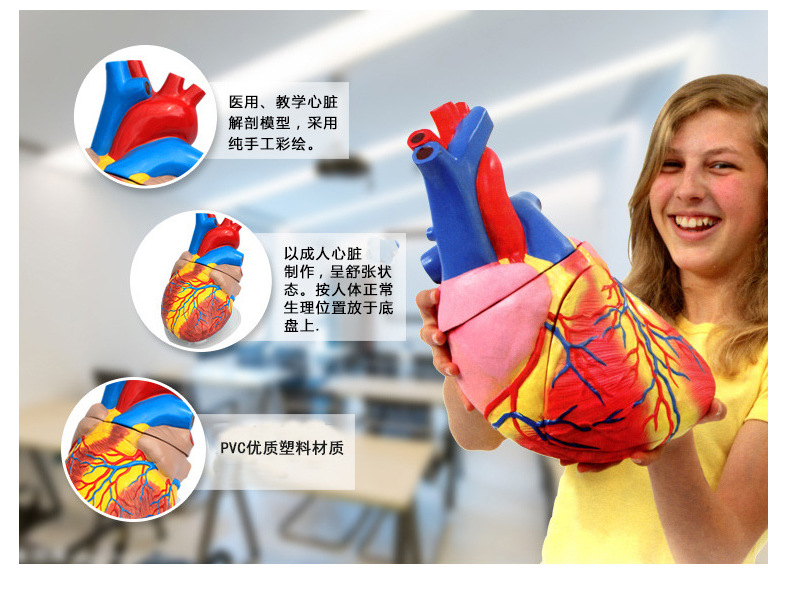心脏解剖模型_06.jpg