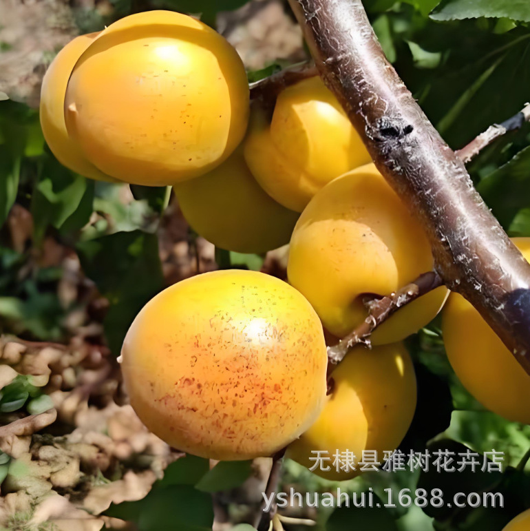 杏树品种 荷兰香蜜杏树苗 大果香杏子苗嫁接南北方种植杏子果树苗