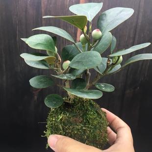 С�����Ꭷ������̦�\����̦���԰lؔ���҃ȿ͏d���B�Gֲ�ļ�����