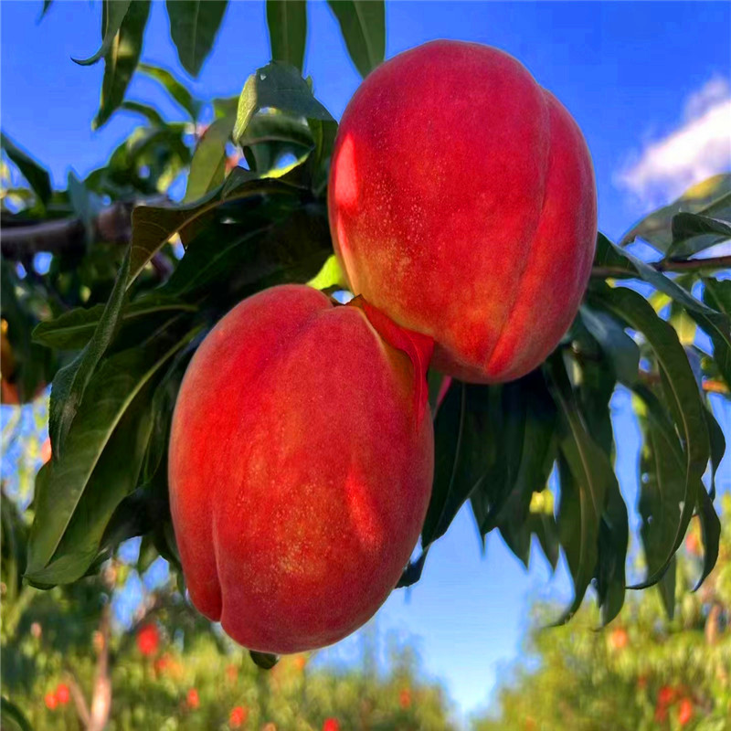 晚熟冬桃树苗 晚金秋红蜜桃 个大脆甜 国庆中秋上市采摘桃子品种