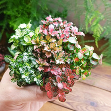 苔藓水陆缸植物室内办公室迷你盆栽绿植花卉水培植物网纹草蕨类