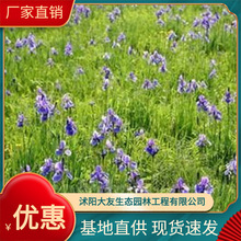 西伯利亚鸢尾 德国鸢尾 水生植物 黄花鸢尾 紫花鸢尾