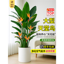 天堂鸟大型绿植客厅旺宅好养真花鹤望兰盆栽办公室内植物大叶盆景