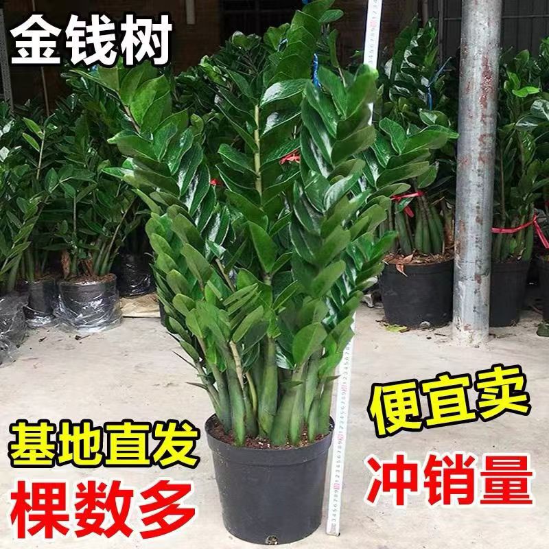 Large Money Tree Potted Money Tree Green Plant Purifying Air Flower Indoor Green Plant Living Room Office Desktop Large Money Tree Potted Money Tree Green Plant Purifying Air Flower Indoor Green Plant Living Room Office Desktop