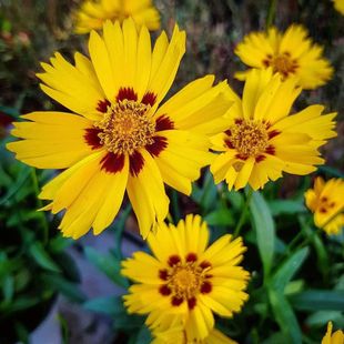 ��Ŀ�շN��100�����u��ȸ�������ջ����G���̨ͥԺ�����ͺ�����