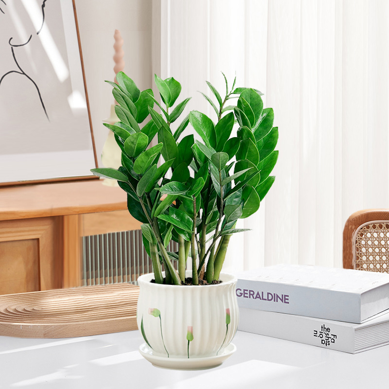 Pohon uang 25-30cm6-8 (pot porselen daun teratai) pupuk khusus
