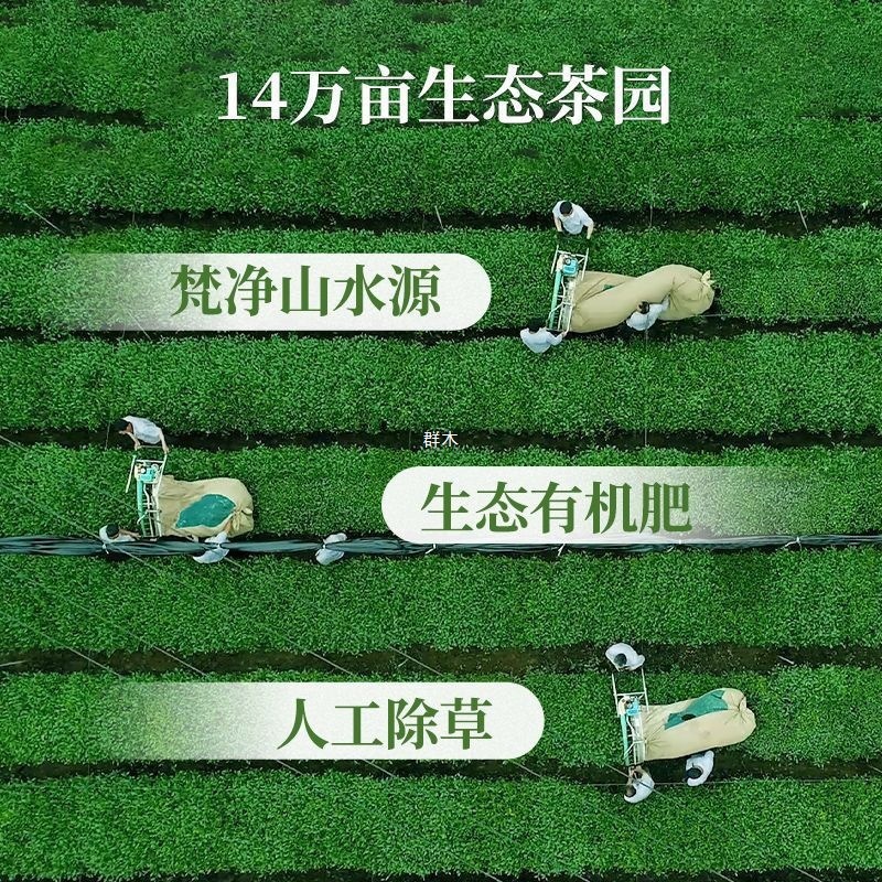 貴州茶 貴州ヨーロッパ標準純粋抹茶パウダー 砂糖0添加 食品用粉 ドリンクミルクティーラテ ベーキングケーキ 無糖|undefined