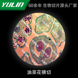 Rapeseed Flower Cross-cut Microbial Specimen Microscope Biological University Teaching Experimental Instrument Scientific Research
