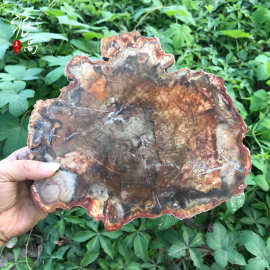 厂家直供天然木化石原石切片摆件 木化石树化石标本软装家居摆件