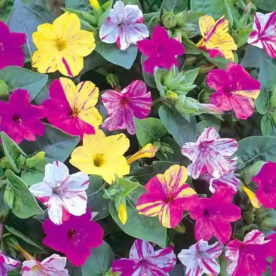Purple Jasmine 20