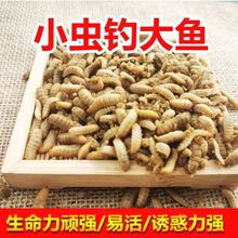 黑水虻活体幼虫活体鱼饵钓鱼蚯蚓鸟乌龟营养饲料通杀鱼饵虫子