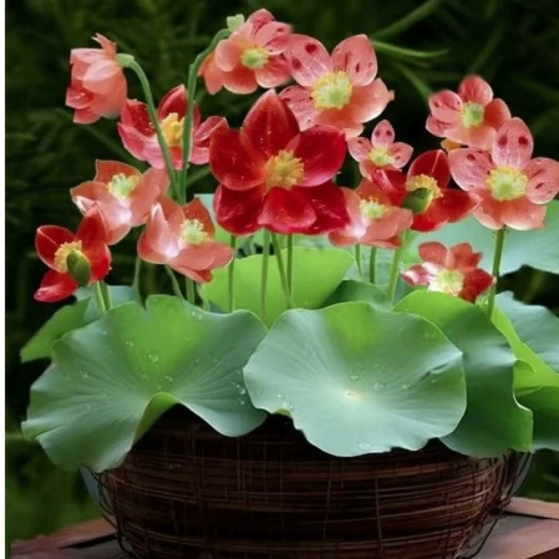 Семена лотоса серии «Вода», культура воды, зеленые растения, разведение водяной лилии, лотоса, беспочвенные горшечные цветочные семена