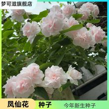 非洲凤仙花种子重瓣水梅花玻璃翠籽耐寒耐热四季开花新手好种活籽