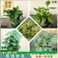 盆栽苗紫苏藿香金银花明月草薄荷芦荟学校幼儿园科普草药草