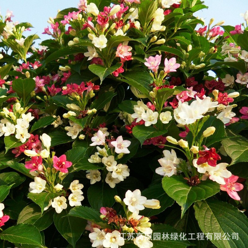 五彩锦带花树苗庭院绿化树种红王子锦带花叶锦带盆栽植物树状锦带