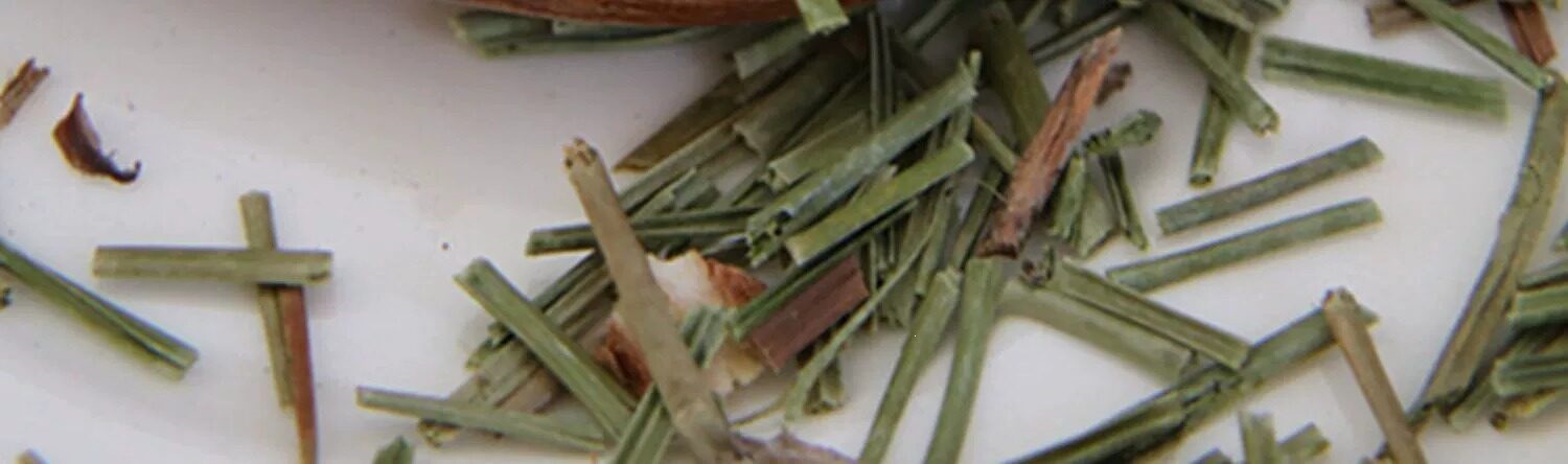 Pine Needle Tea Song Zhen 500g Wild Dried Masson Pine Leaves Herbal Infusion from Changbai Mountain quality and texture