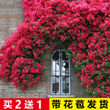 Nޱļ_ٱ¼ش󻨻ֲͥԺõ