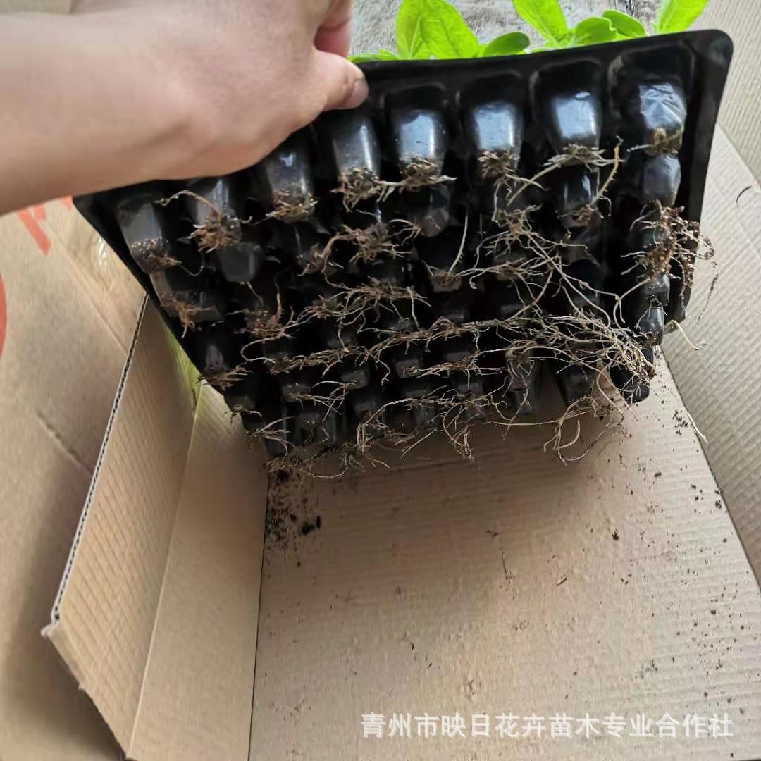 07a709fbac5a25a80488c76f1a6f30