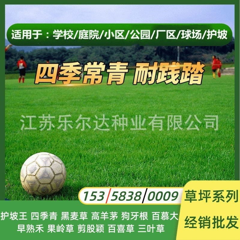 Семена газонной травы для защиты склонов, газонная трава с собачьим зубом, раннеспелая фикус, вечнозеленый белый клевер для двора и семена черной ячменной травы.