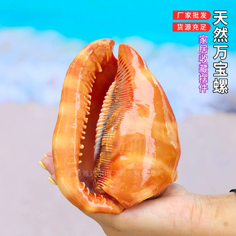 Organic big aquarium decor, decorations, Birthday gift