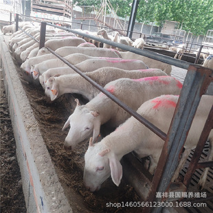 �������uСβ����Ć� ����������Сβ����ĸ���Bֳ��