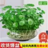 [Survival with leaf bag] Copper money grass + narcissus glass basin + free nutrient solution