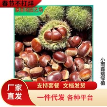 嫁接板栗苗 果树苗南北方种植油板栗树苗结果南北方种植果树