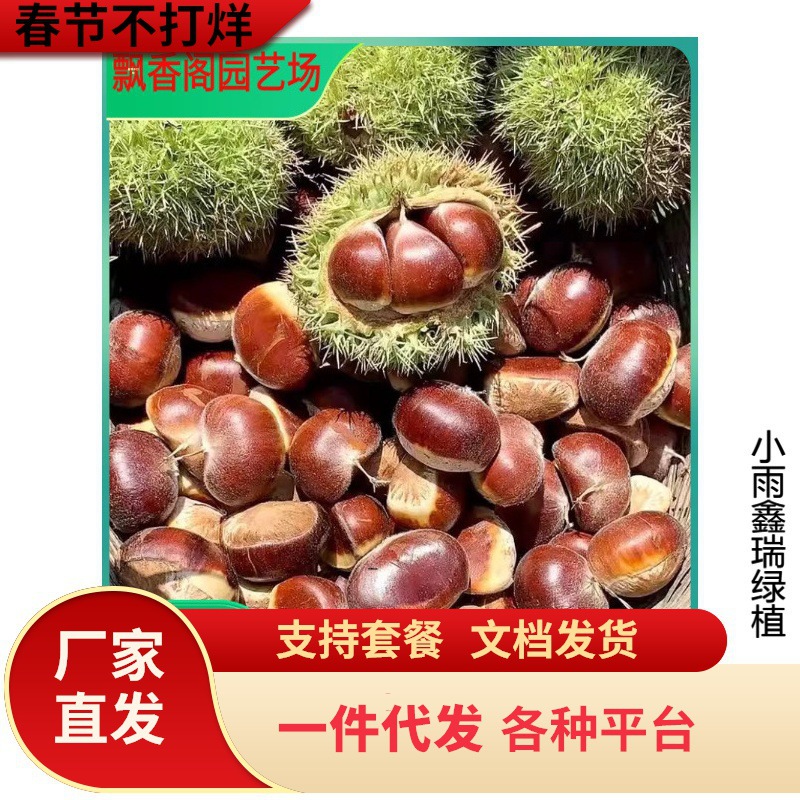 嫁接板栗苗 果树苗南北方种植油板栗树苗结果南北方种植果树